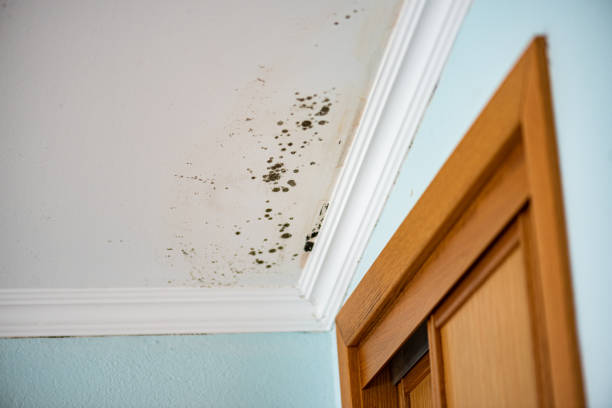 Best Attic Mold Remediation in Guthrie Center, IA