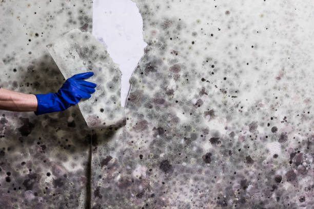 Best Health and Safety Mold Remediation in Guthrie Center, IA
